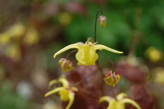 Epimedium davidii Flower (19/04/2014, Kew Gardens, London)
