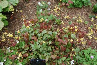 Epimedium davidii (19/04/2014, Kew Gardens, London)
