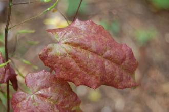 Epimedium davidii New Leaf (19/04/2014, Kew Gardens, London)