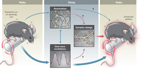 Watching the physical correlate of memory improvement during sleep.