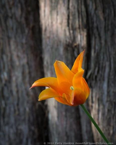 Tulip in the Woods © 2014 Patty Hankins