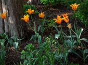 Shades Orange Tulips