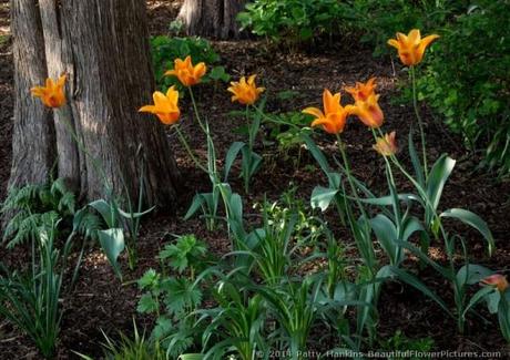 Tulips in the Woods © 2014 Patty Hankins