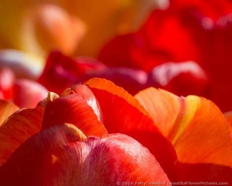 Orange  Tulips © 2014 Patty Hankins