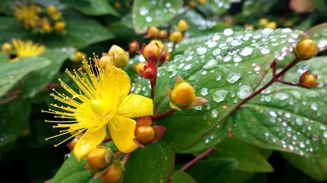 Yellow Garden Flowers