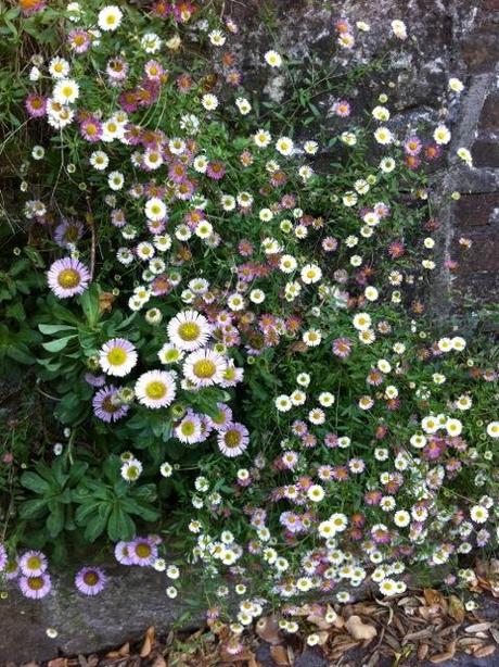 beautiful full flowering erigeron