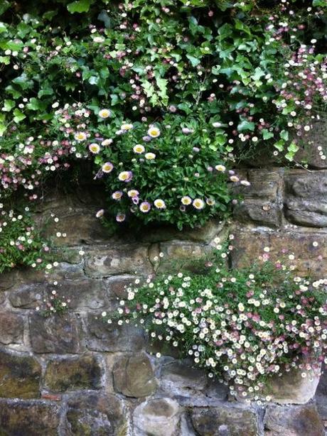 erigeron grows in a wall