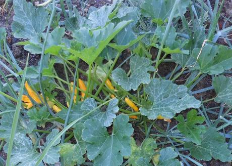 See the little yellow squashes?  I read that they can grow up to an inch a day.  If that's the case, I'll have some ready to pick by week's end!