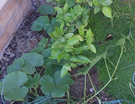 Those are two different spaghetti squash plants planted near my orange tree.  Ideally, they would have been planted in a dedicated bed, but I live in southern California which means TINY yards.  I do what I can...