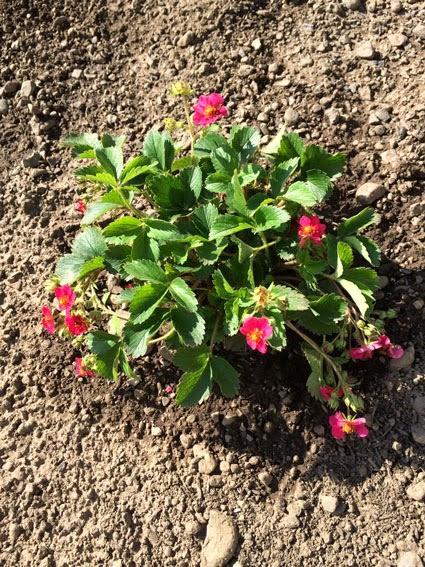 Landscaping the Sports Court Continues and our Family Trip
