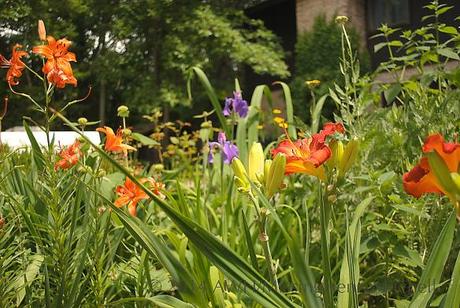 summer border daylilies yarrow iris tiger lilies