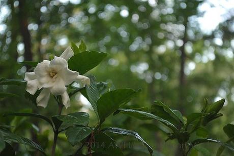 gardenia bloom