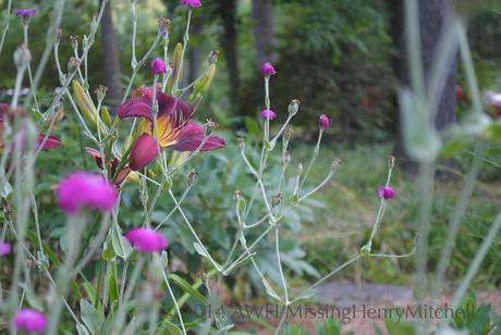 Hemerocallis 'Chicago Royal' and rose campion (Lychnis coronaria).