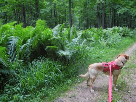 Dog-Hiking + Chlorophyll