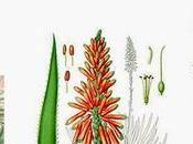 Aloe Myrrh: Modern Analysis Ancient Herbs