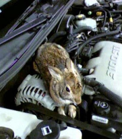 Top 10 Animals Found in Car Engines