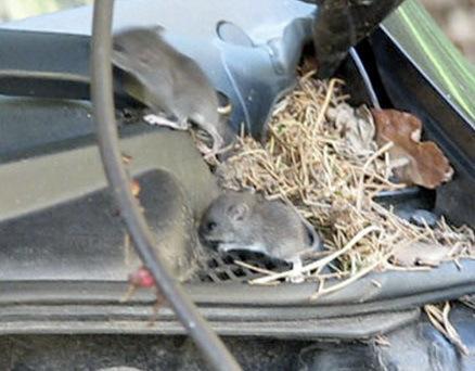 Top 10 Animals Found in Car Engines