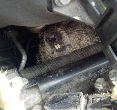 Top 10 Animals Found in Car Engines