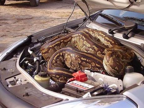 Top 10 Animals Found in Car Engines