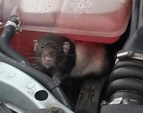 Top 10 Animals Found in Car Engines