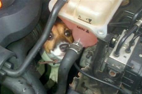 Top 10 Animals Found in Car Engines