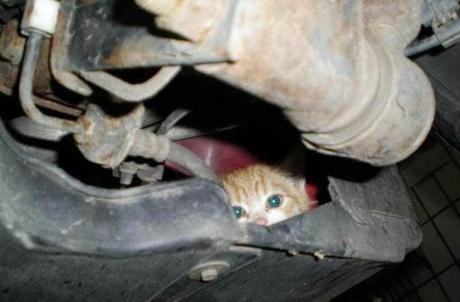 Top 10 Animals Found in Car Engines