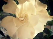 Gardenia Flower Facts