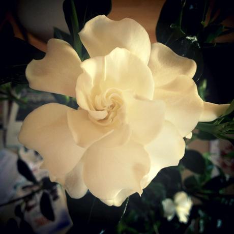 Gardenia Flower