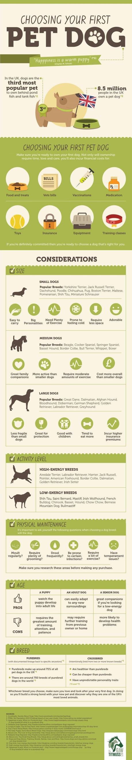 Infographic on how to choose your 1st Dog