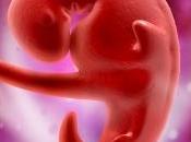 Knowing More About Normal Levels Progesterone During Pregnancy