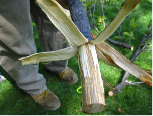 To confirm Dutch elm disease, branches are cut out of the tree and bark is peeled back to see if there are signs of streaking