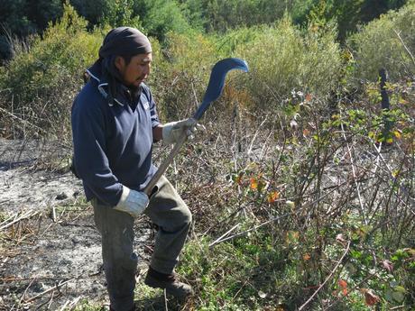 Jose Quipal clears blackberry brush from a field where he and his family are squatting on land “occupied” by the Mapuche. (Nick Miroff/The Washington Post)