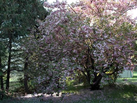 Cedar Lee's cherry tree