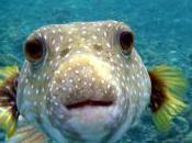 Fish Sentient Emotional Beings Clearly Feel Pain