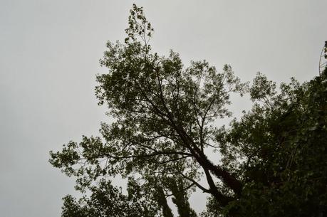 Tall trees and falling branches