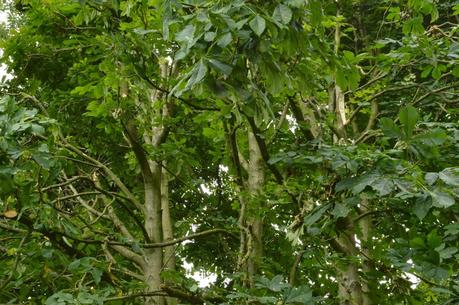 Tall trees and falling branches