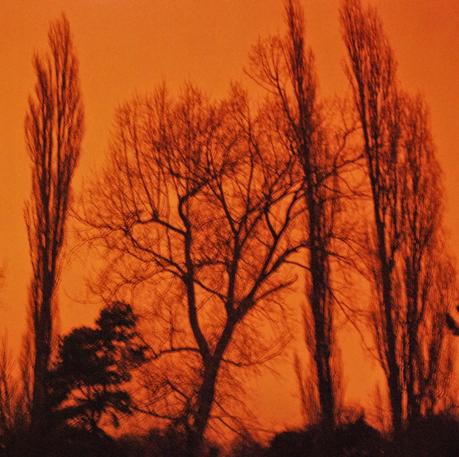 Tall trees and falling branches