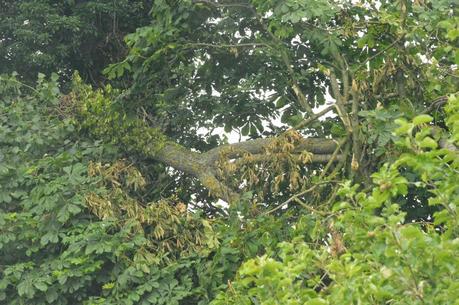 Tall trees and falling branches