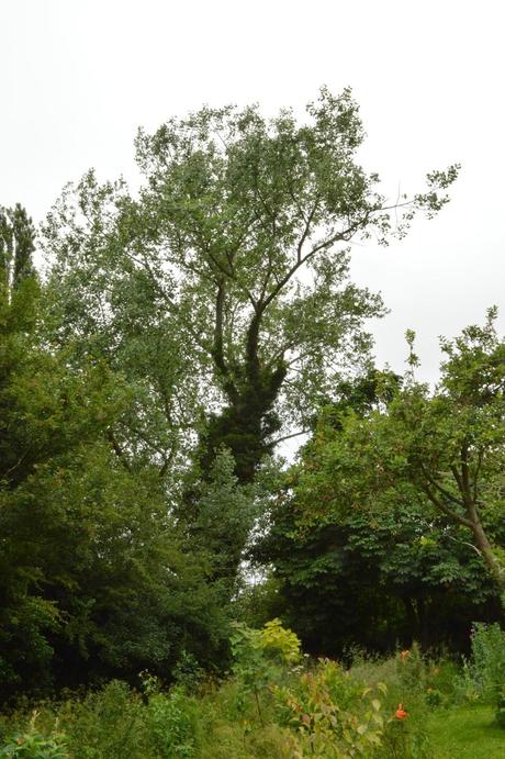 Tall trees and falling branches