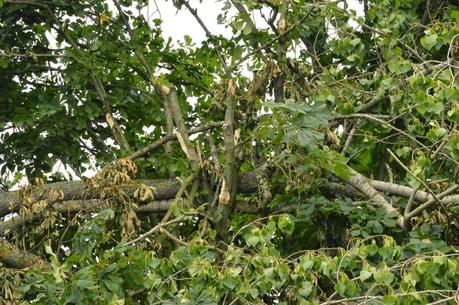 Tall trees and falling branches