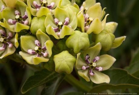 Green-flowered Milkweed © 2014 Patty Hankins