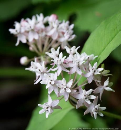 Fourleaf Milkweed © 2014 Patty Hankins