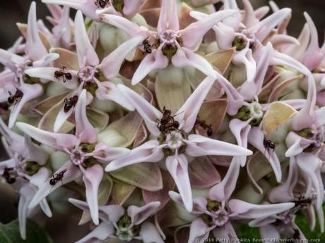 Showy Milkweed © 2014 Patty Hankins