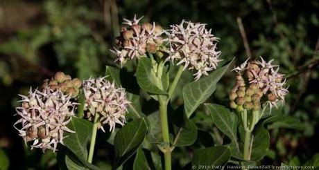 Showy Milkweed © 2014 Patty Hankins