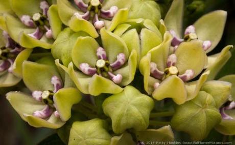 Green-flowered Milkweed © 2014 Patty Hankins