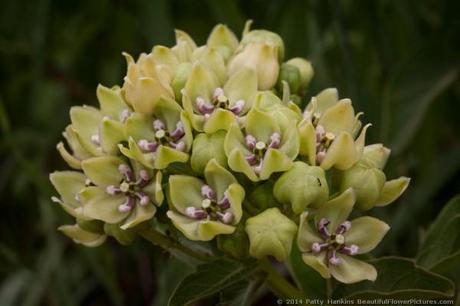 Green-flowered Milkweed © 2014 Patty Hankins