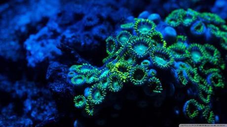 zoanthids_coral-wallpaper-1024x576
