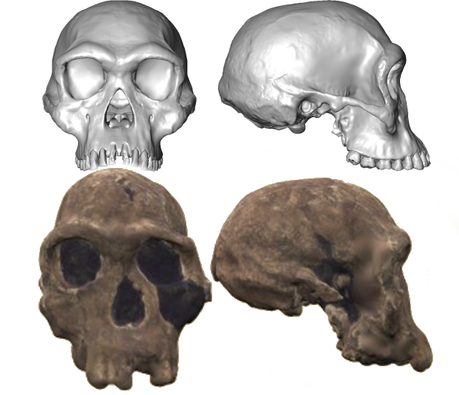 The reconstructed skull (top) and the original (bottom). Note, they're probably not exactly to scale because my photo-editing skills suck
