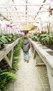 Hilltop Orchids in Cloverdale, Indiana Hilltop Orchids Cloverdale Indiana 2