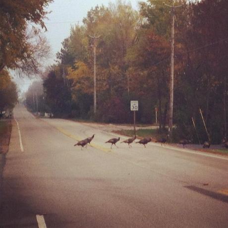 turkeys